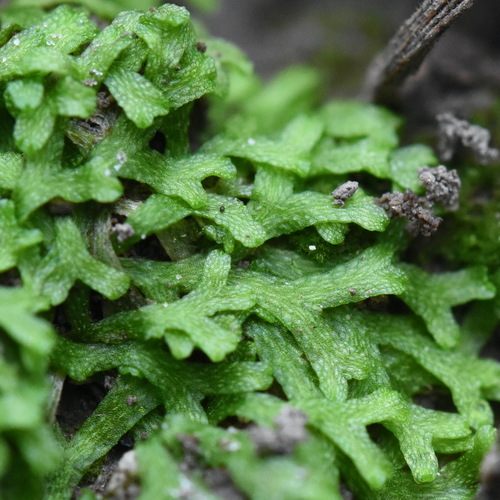 Representative image of Riccia fluitans