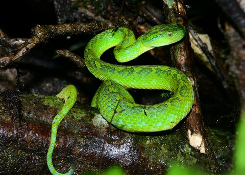 Photo of a Merendon Palm Pit Viper (Bothriechis thalassinus)
