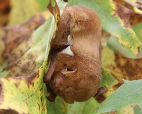 Eastern Red Bat, Tommy Thompson Park, Toronto, ON, Canada, photo 8 of 10