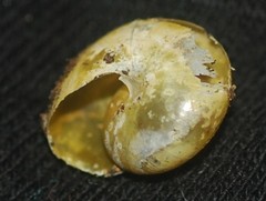 Archecharax glaeserius