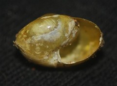 Archecharax glaeserius