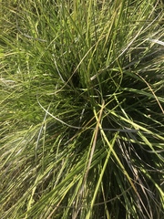 Xerophyta retinervis