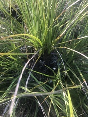 Xerophyta retinervis