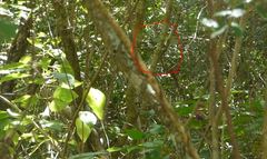 Vireo griseus