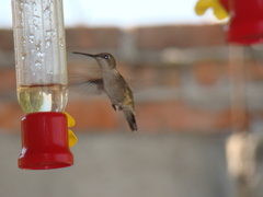 Archilochus colubris