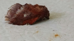 Phyllodesma occidentis