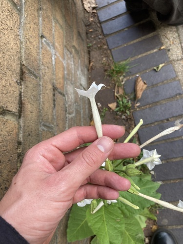 Nicotiana sylvestris