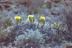 Cylindropuntieae