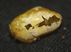 Archecharax glaeserius