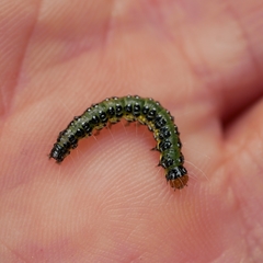 Uresiphita maorialis