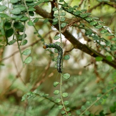 Uresiphita maorialis