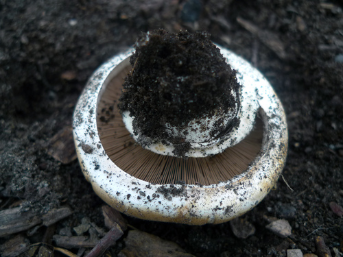 Pavement Mushroom