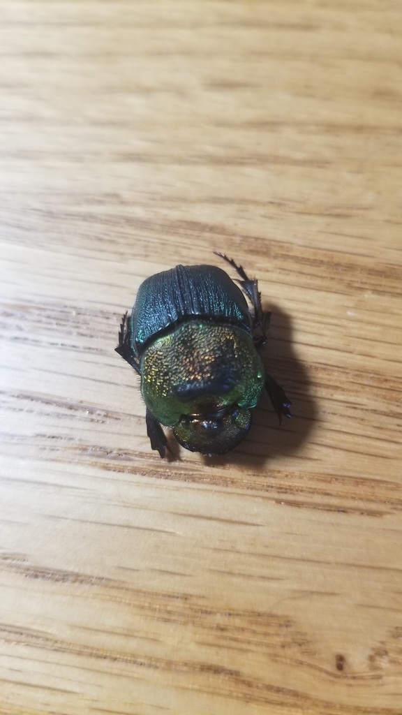 Burrowing Dung Beetles from Ave Maria, FL 34142, USA on October 7, 2023 ...