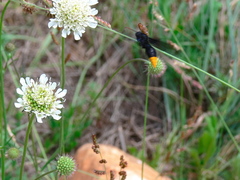 Synagris analis