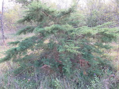 Juniperus chinensis
