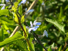 Salvia pallida