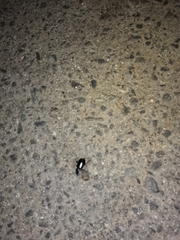 Coleoptera