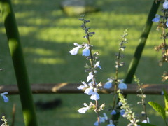 Salvia pallida