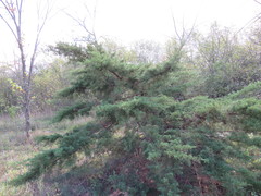 Juniperus chinensis