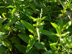Salvia pallida