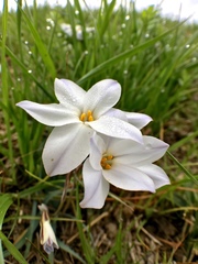 Ipheion uniflorum