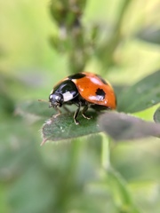 Coccinella septempunctata