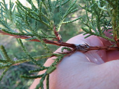 Juniperus chinensis