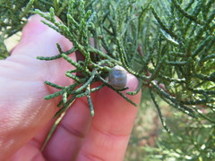 Juniperus chinensis