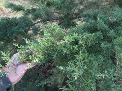 Juniperus chinensis
