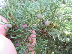 Juniperus chinensis