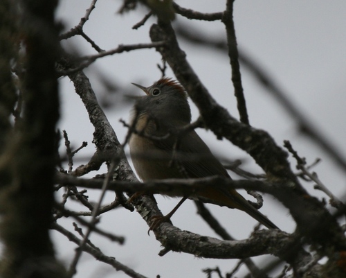 Colima Warbler (Leiothlypis crissalis), photo 4