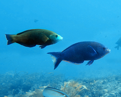 Anampses geographicus