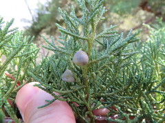 Juniperus chinensis