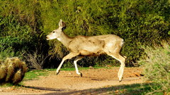 Odocoileus hemionus eremicus