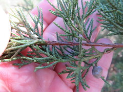 Juniperus chinensis