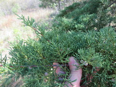 Juniperus chinensis