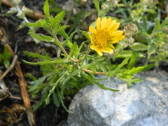 Grindelia cabrerae