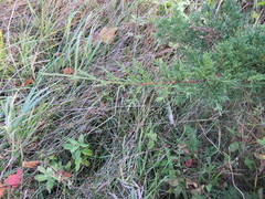 Juniperus chinensis
