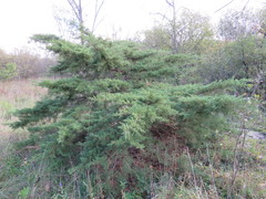 Juniperus chinensis