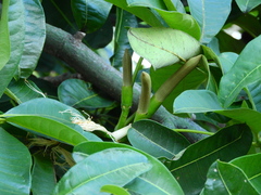 Pachira glabra