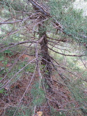 Juniperus chinensis