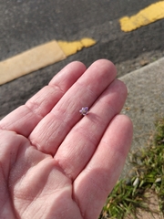 Wahlenbergia marginata