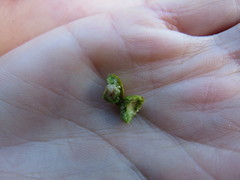 Juniperus chinensis