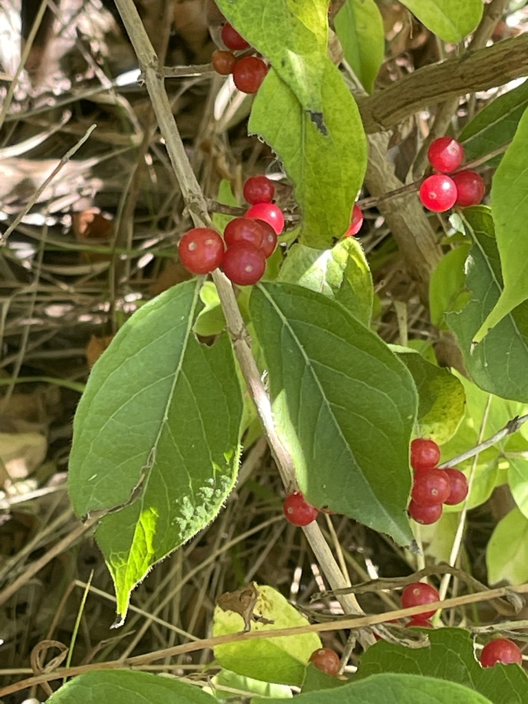 Amur honeysuckle from N JanMar Ct, Olathe, KS, US on October 7, 2023