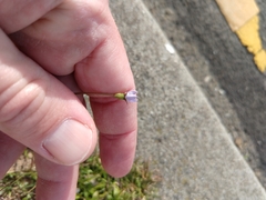 Wahlenbergia marginata