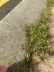 Wahlenbergia marginata