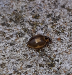 Harmonia antipoda