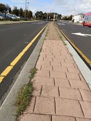 Wahlenbergia marginata