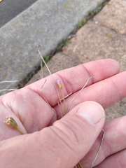 Wahlenbergia marginata