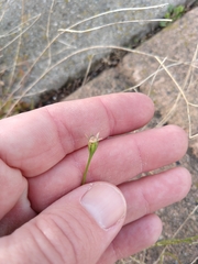 Wahlenbergia marginata
